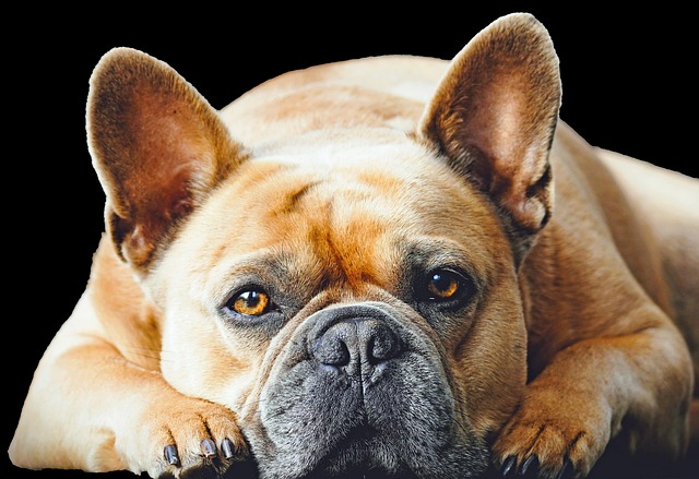 How to Deal with a Puppy on the First Night: Essential Tips