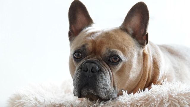 How Do I Teach My Stubborn Dog Recall? Effective Training Tips