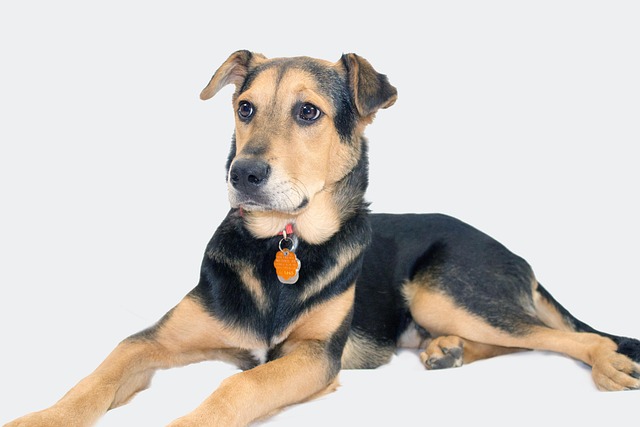 How to Stop a Lab Dog from Shedding: Effective Tips for Labradors