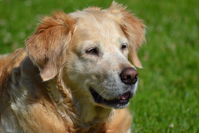 Effective Dog Ear Infection Treatment and Safe Home Remedies