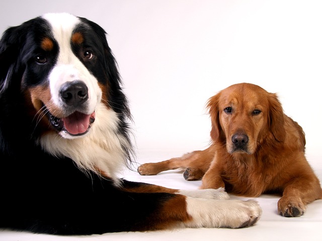 Can You Stop Heart Disease in Dogs? Effective Prevention Tips