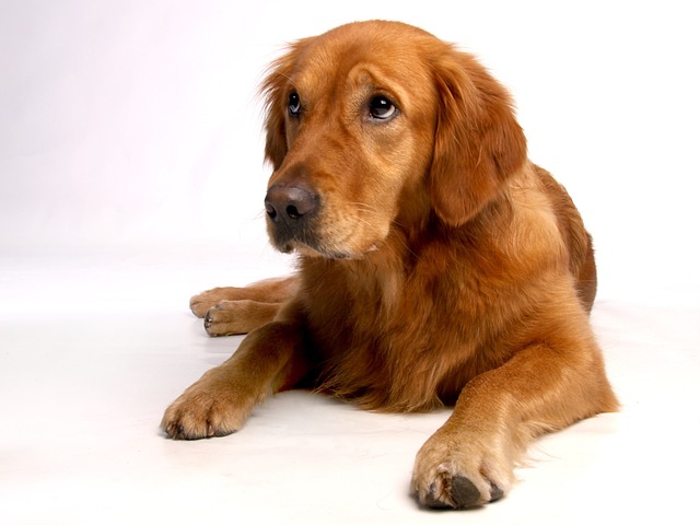 Is 2 Bowls of Water a Day Too Much for a Dog? Hydration Guide