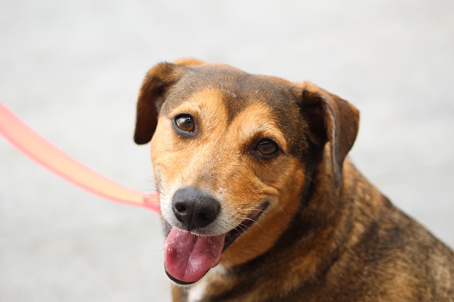 What Dog Breeds Need Their Teeth Cleaned? Essential Dental Care Tips