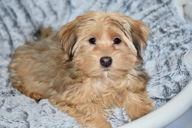 What to Avoid When Adopting a Dog: Common Mistakes & Tips