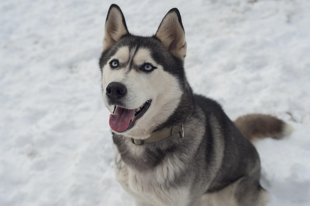 Best Diet for Senior Dogs with Arthritis: Anti-Inflammatory Foods & Tips