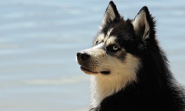 Is It Bad to Keep a Harness on a Dog All the Time? Effects & Risks