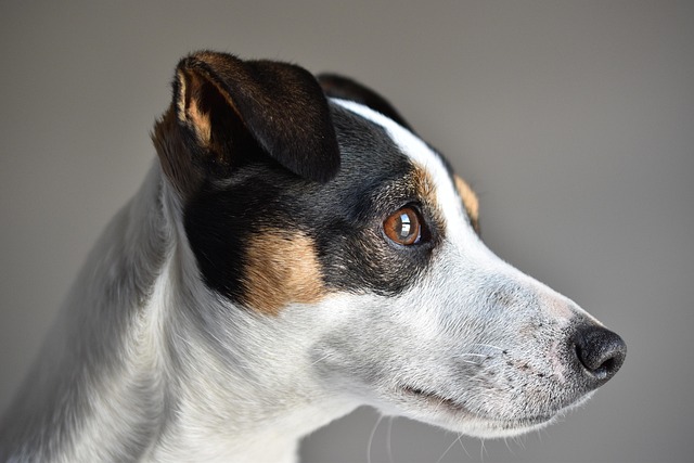 How Do You Hold a Puppy Down to Stop Biting? Gentle and Humane Tips