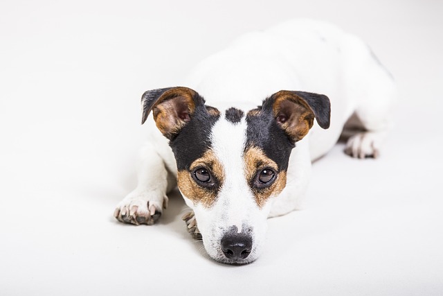 Best Dental Care Routine for Dogs: Brushing, Diet & Chew Toys