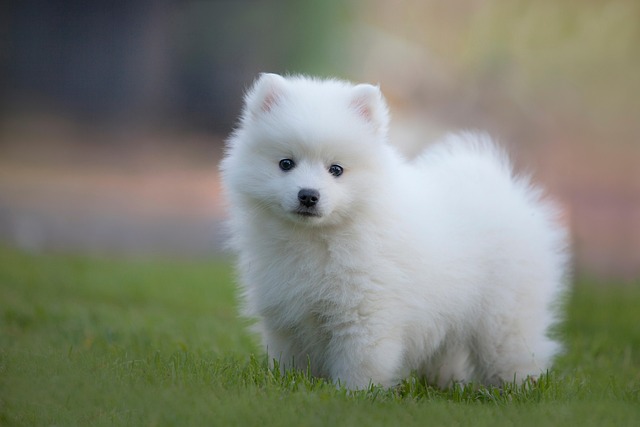 How to Discipline a Dog to Stop Barking Effectively