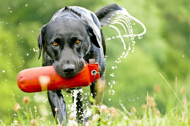 What Are the First Signs of Heat Stroke in Dogs: Early Symptoms to Watch