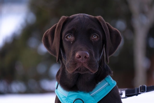 Why Is My 6 Month Old Puppy Still Not Potty Trained? Causes & Tips