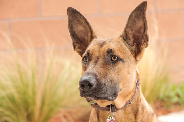 What Age Should a Puppy Stop Peeing in the House? Key Insights