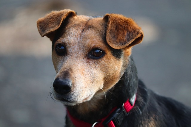 How to Tell If Dogs’ Claws Need Cutting: Essential Care Tips
