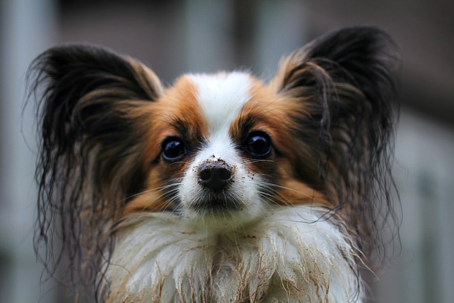 Should You Shave a Long-Haired Dog? Grooming Tips & Risks Explained