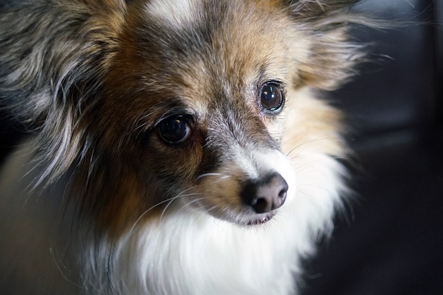 Do Dogs Get Upset Stomachs in Hot Weather? Causes & Prevention