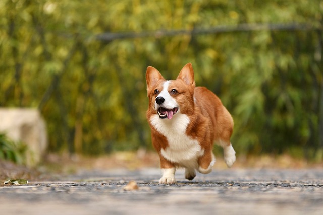 Are German Shepherds Easy to Train? Tips and Challenges Explained