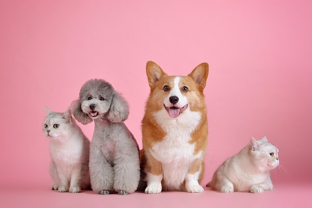 At What Age Should You Start Training a Puppy Basic Commands?