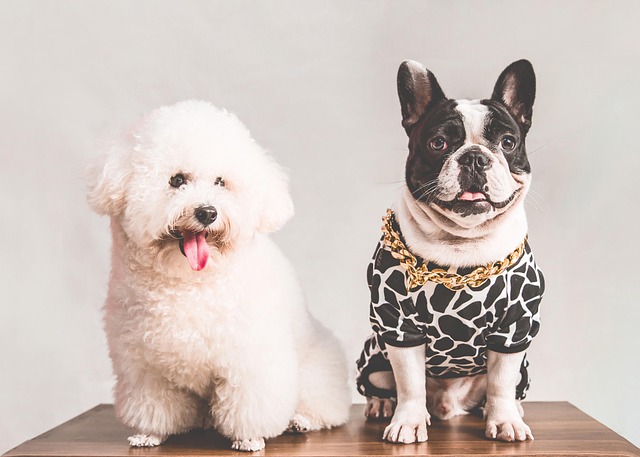 What is Brown Stuff on Dog Teeth? Causes and Cleaning Tips