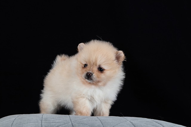 What Is the First Thing to Do After Adopting a Dog?