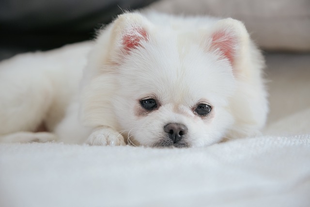 What Is the Easiest Poodle Cut to Maintain for Busy Owners?