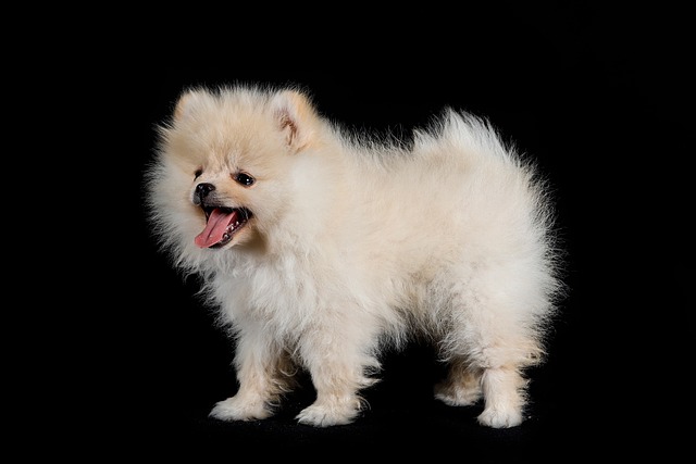 What Is a Good Recall Command for a Dog? Effective Training Tips