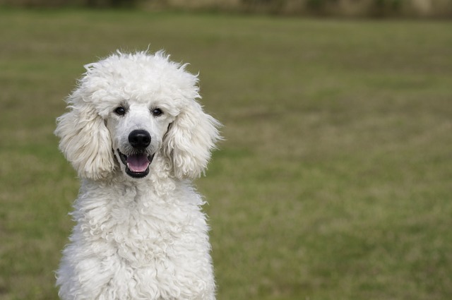 How to Treat Excessive Shedding in Dogs: Causes and Solutions