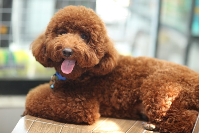 Is Air Dried Dog Food Better Than Raw? Health & Safety Explained