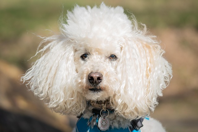 What Can Trigger Seizures in Dogs? Key Environmental and Dietary Causes