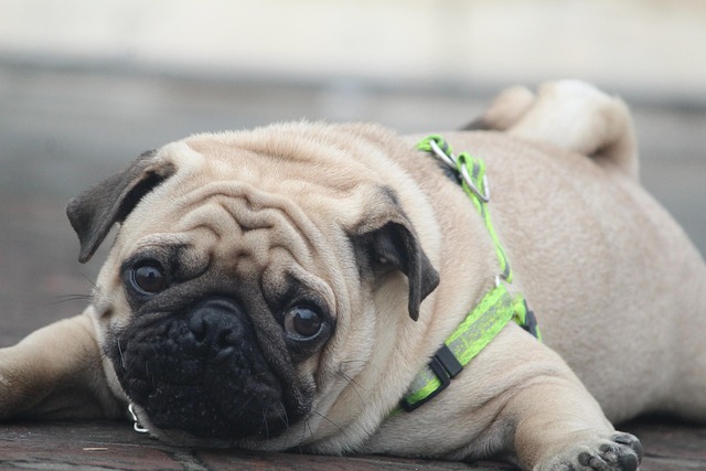 How Do I Groom My Small Dog? Essential At-Home Tips & Benefits
