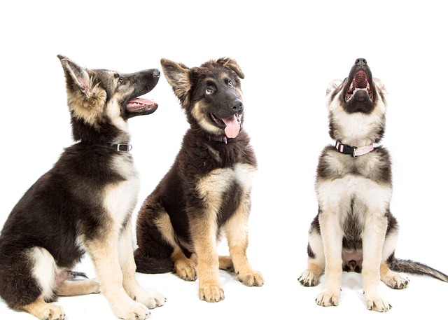 What Age Is Teething Worst for Puppies? Key Insights and Support Tips