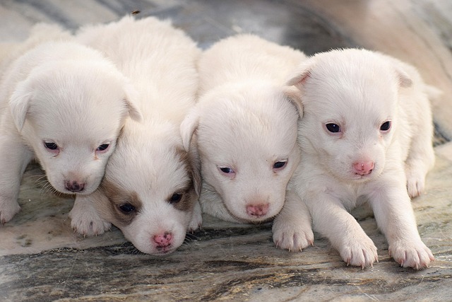 Early Signs of Heart Disease in Dogs Treatment and Care