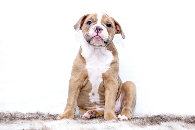 How to Know if Your Senior Dog is Healthy: Key Signs