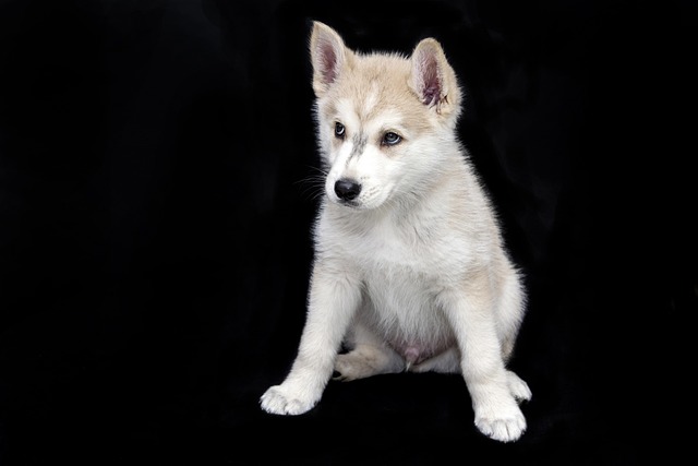 How Often Should 3 Week Old Puppies Eat Solid Food? Feeding Guidelines