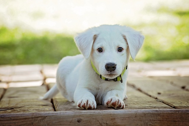 How to Clean Up Dog Hair: Eco-Friendly and DIY Tips