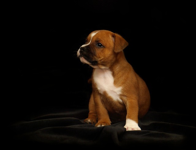 How to Train a Dog to Wait and Stay with Emotional Bonding