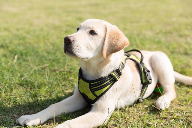 How to Train a Dog to Stay Calm When Visitors Arrive