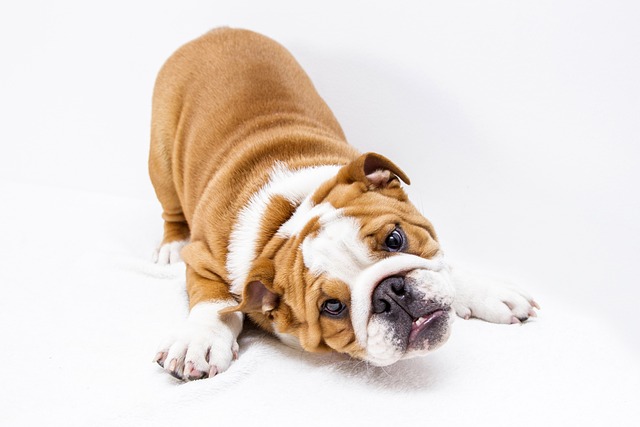 How Long Should I Leave My Dog in the Sun Safely?