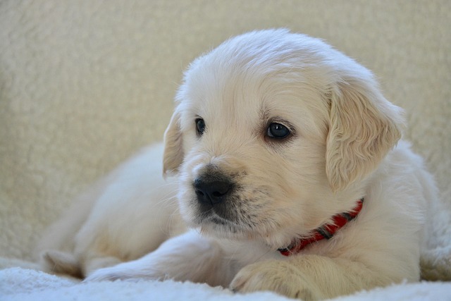 What Is the Best Way to Introduce a Dog to New People Safely