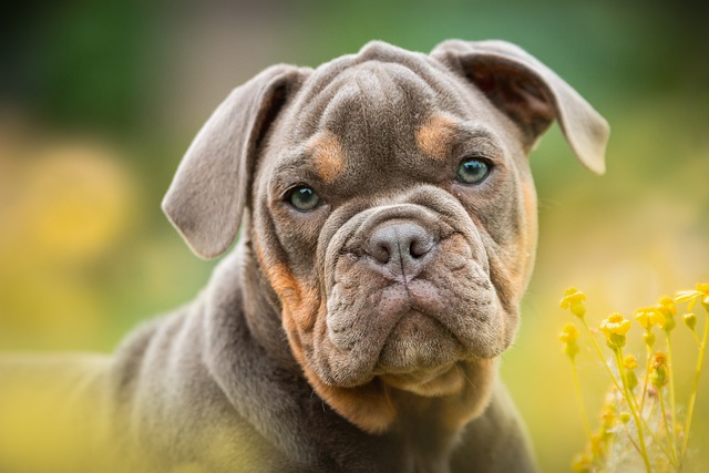 How Old Do You Have to Be to Do Puppy Classes? Best Age Explained