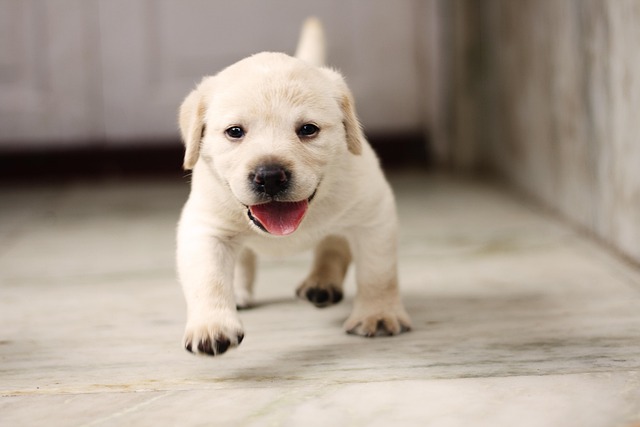 Best Home Remedies for Dog’s Irritated Skin: Natural & Safe Solutions