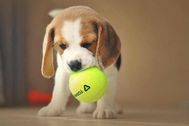 What Worsens Arthritis in Dogs? Key Environmental and Lifestyle Factors