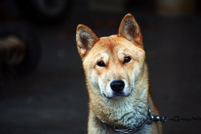 What is the 5 Minute Rule for Labradors? Quick Training Tips Explained