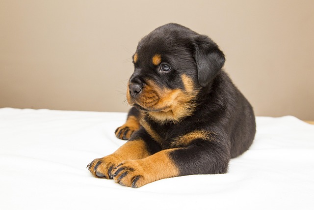 How to Train Older Dogs at Home: Gentle Techniques for Senior Dogs