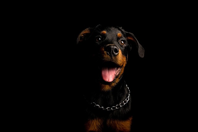 What Food Helps with Seizures in Dogs? Effective Diet Strategies