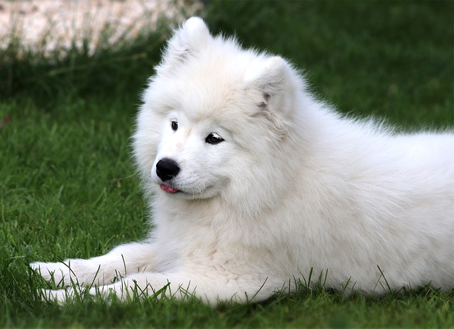 What Helps Dogs Stop Shedding? Effective Natural and Holistic Solutions