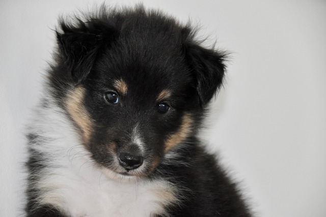 Is 4 Months Too Late to Socialize a Puppy? Effective Tips