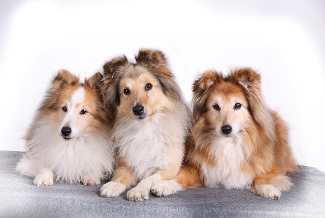 How to Teach Your Dog to Lay Down Quickly with Positive Reinforcement