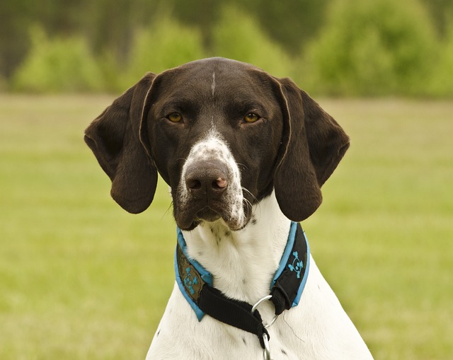 How Do I Care for My Dog’s Skin? Essential Tips for Healthy Coat