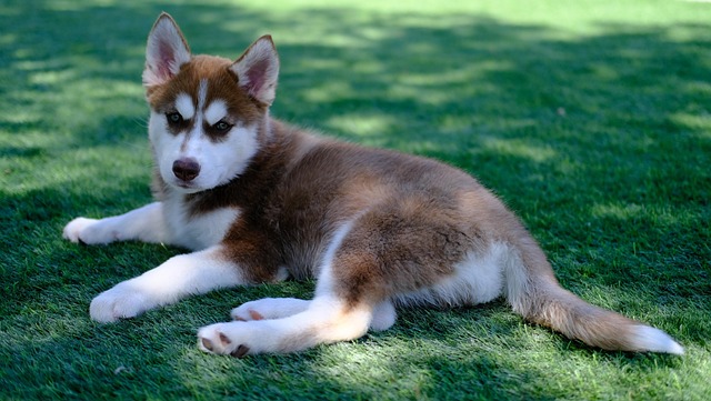 What Foods Reduce Heat in Dogs? Effective Cooling Diet Tips