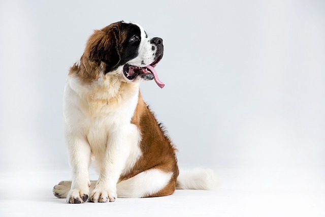 What to Do If Your Dog Drinks Too Much Water: Causes & Prevention